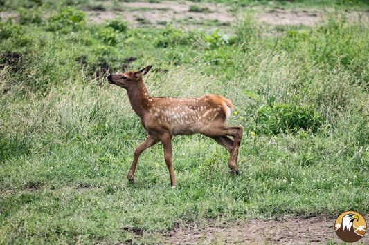 Elk Calf 1500X1000