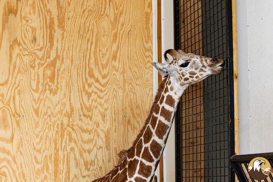 Giraffe Calf 1500X1000