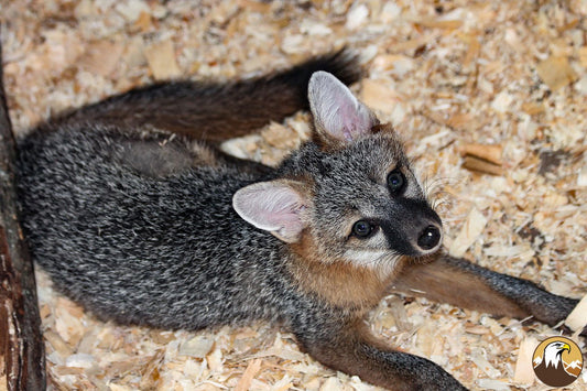 Gray Fox Kit 1500X1000