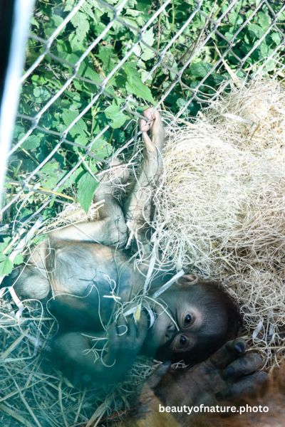 Baby Bornean Orangutan 12 Vertical