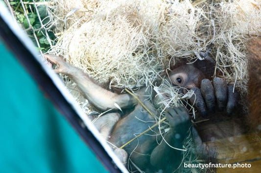 Baby Bornean Orangutan 13 Horizontal