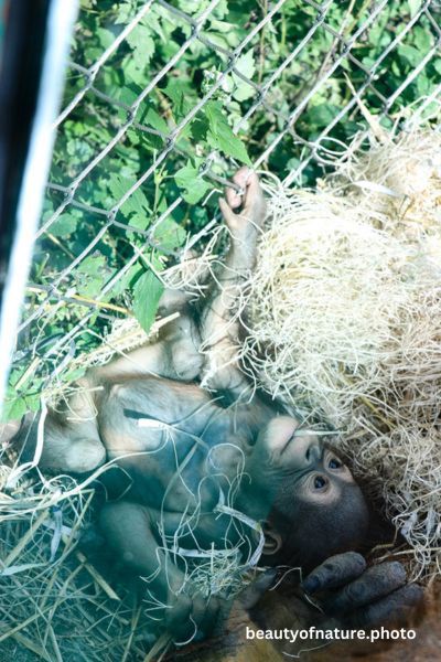 Baby Bornean Orangutan 16 Vertical
