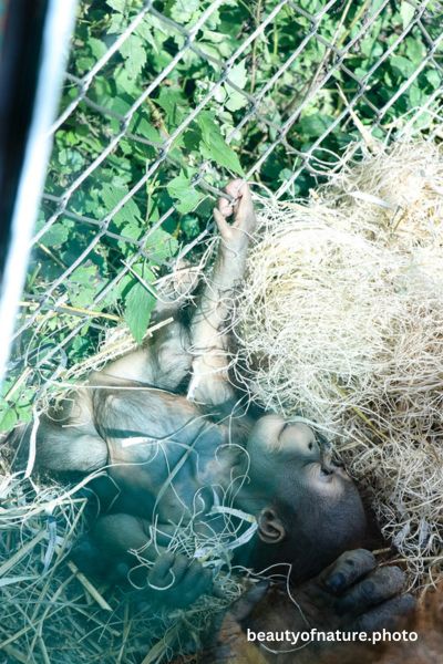 Baby Bornean Orangutan 17 Vertical