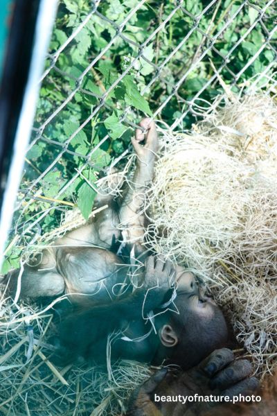 Baby Bornean Orangutan 18 Vertical