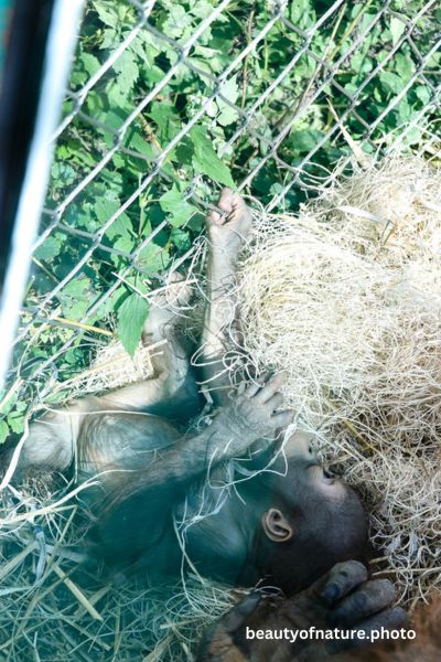 Baby Bornean Orangutan 19 Vertical