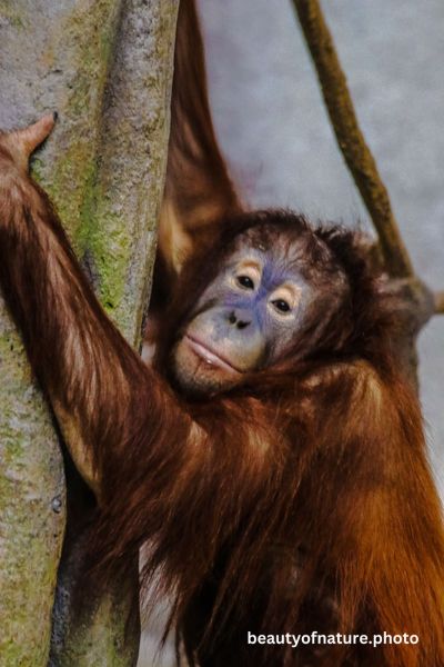 Baby Bornean Orangutan 1 Vertical