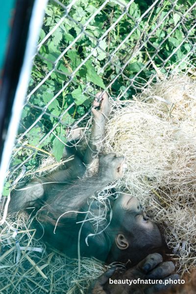 Baby Bornean Orangutan 21 Vertical