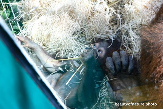 Baby Bornean Orangutan 22 Horizontal