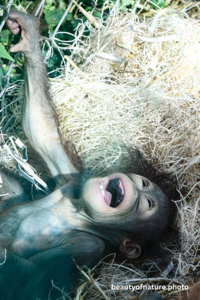Baby Bornean Orangutan 2 Vertical