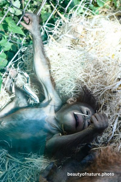 Baby Bornean Orangutan 3 Vertical