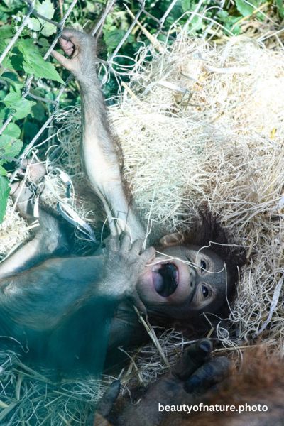 Baby Bornean Orangutan 5 Vertical