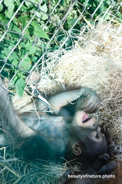 Baby Bornean Orangutan 6 Vertical