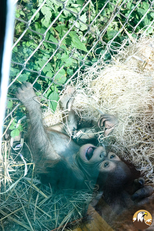 Baby Orangutan 7 1000X1500