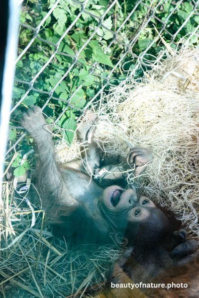 Baby Bornean Orangutan 7 Vertical