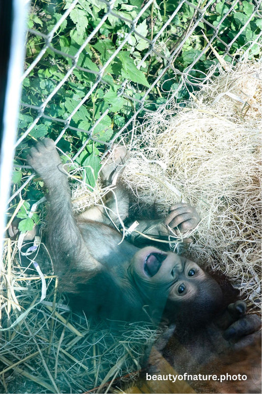 Baby Bornean Orangutan 8 Vertical