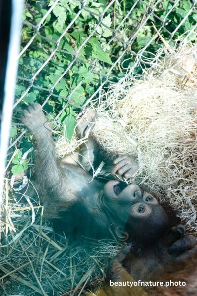 Baby Bornean Orangutan 9 Vertical