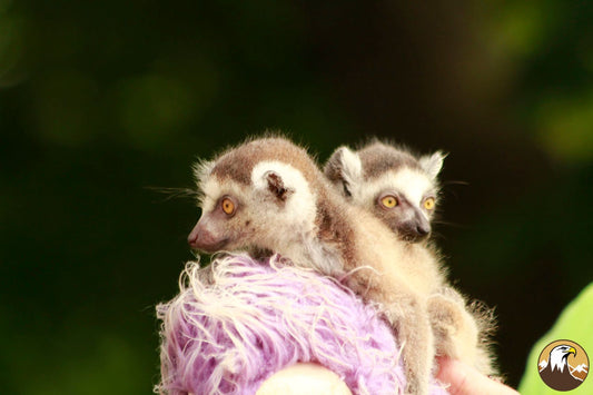 Ring-tailed Lemur Pup 1500X1000