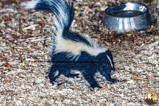 Skunk Kit 1500X1000