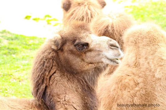 Bactrian Camel Horizontal