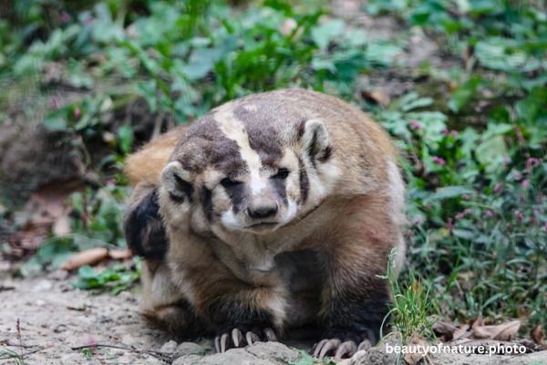American Badger 2 Horizontal