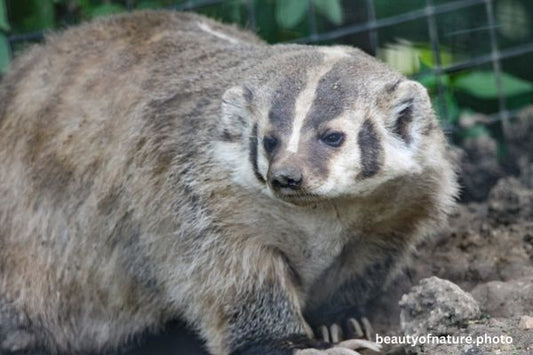 American Badger 3 Horizontal