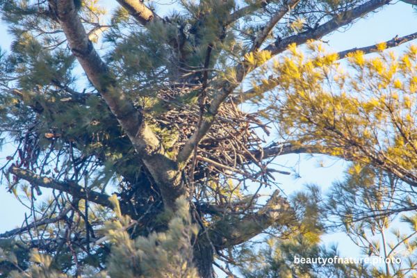 Bald Eagle Nest Closeup 23-9490 Horizontal Early Access Q4 2025