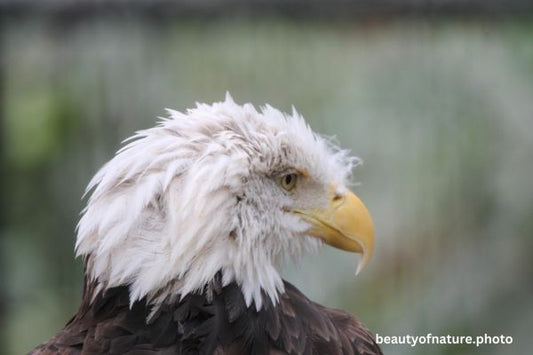 Eagle Profile 1 Horizontal