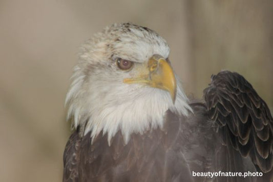 Eagle Profile 2 Horizontal