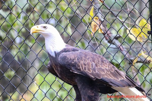 Eagle Profile 4 Horizontal