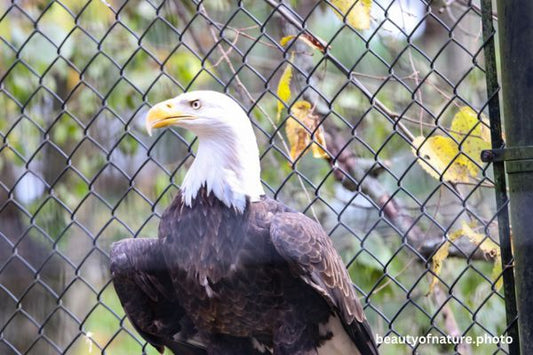 Eagle Profile 5 Horizontal