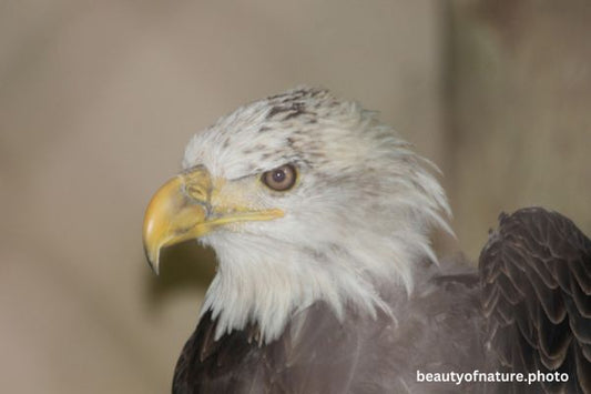 Eagle Profile 6 Horizontal