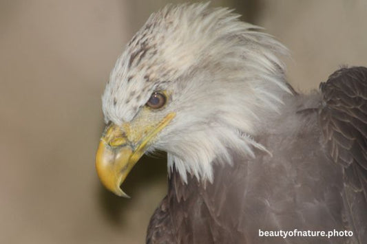 Eagle Profile 8 Horizontal