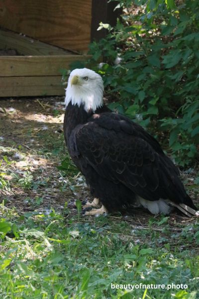Bald Eagle Regal Portrait 23-2273 Vertical Early Access Q1 2026