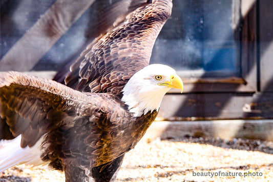 Eagle Wings Spread Horizontal