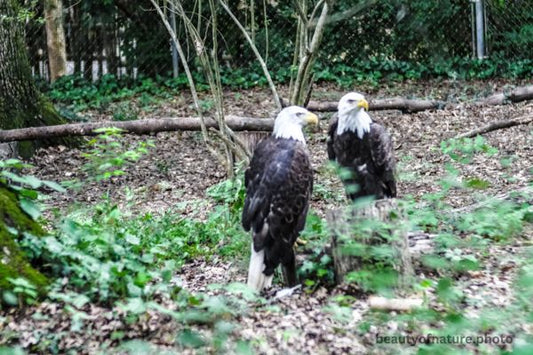 Eagles 1 Horizontal