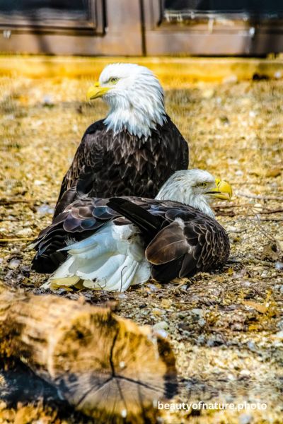 Eagles 2 Vertical