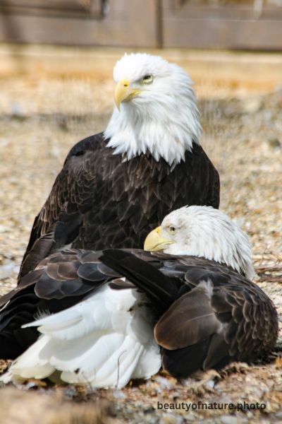 Eagles 3 Vertical