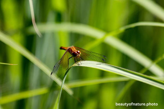 Dragonfly 2 Broad-winged Meadowhawk D2 Horizontal
