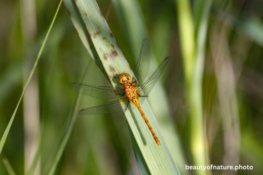 Dragonfly 6 Broad-winged Meadowhawk D6 Horizontal