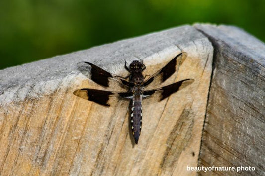 Dragonfly 1 Banded Darter D1 Horizontal