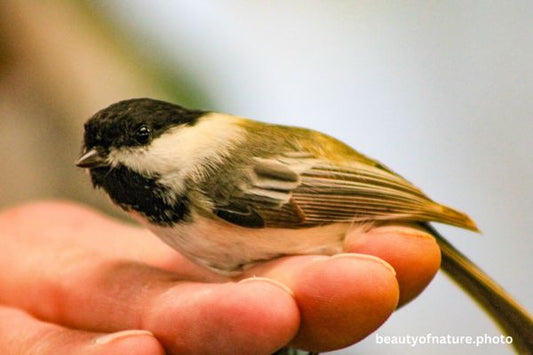 Black-capped Chickadee Horizontal