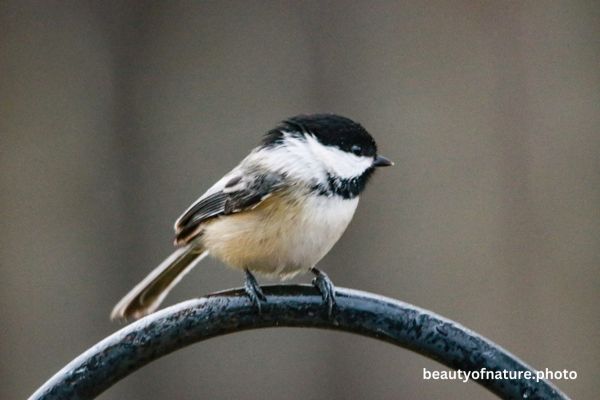 Black-capped Chickadee Portrait 23-9478 Horizontal Early Access Q4 2025