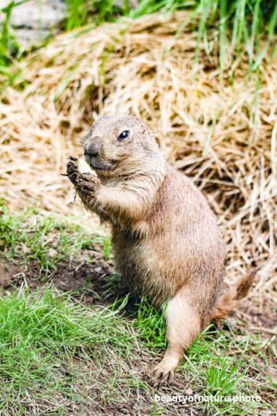 Black-tailed Prairie Dog 1 Vertical