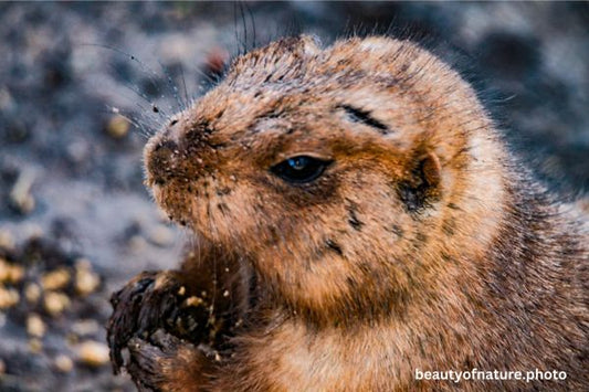 Black-tailed Prairie Dog 2 Horizontal