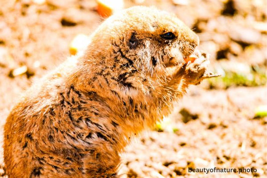 Black-tailed Prairie Dog 3 Horizontal