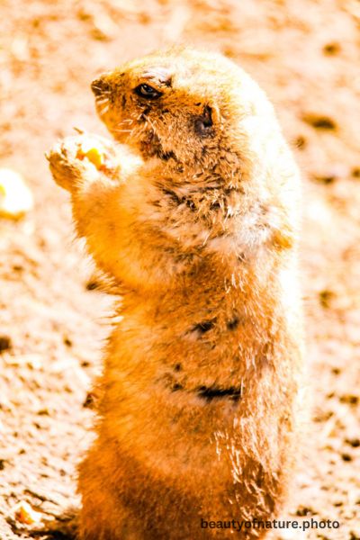 Black-tailed Prairie Dog 4 Vertical