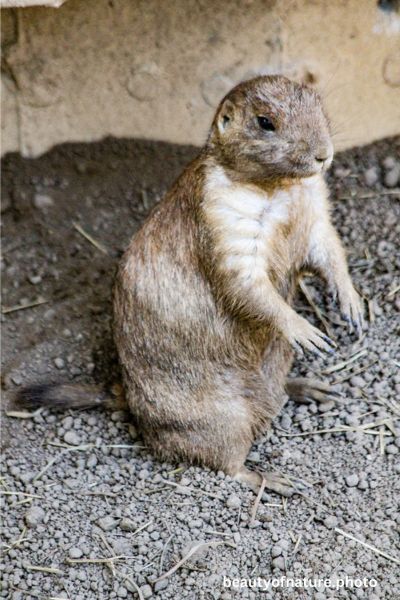 Black-tailed Prairie Dog 6 Vertical