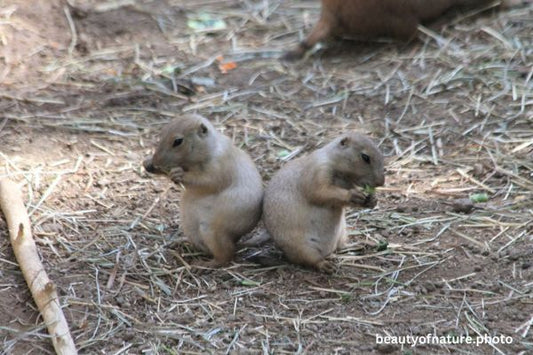 Black-tailed Prairie Dog Pup 1 Horizontal