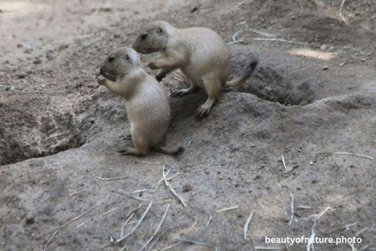 Black-tailed Prairie Dog Pup 2 Horizontal