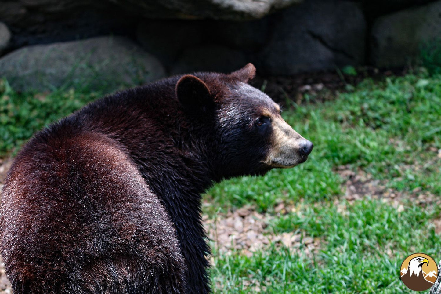 Black Bear 3 1500X1000